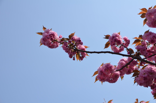 ２０１２年４月　桜の通り抜け＠造幣局_a0052986_22502980.jpg