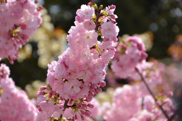 ２０１２年４月　桜の通り抜け＠造幣局_a0052986_2253597.jpg