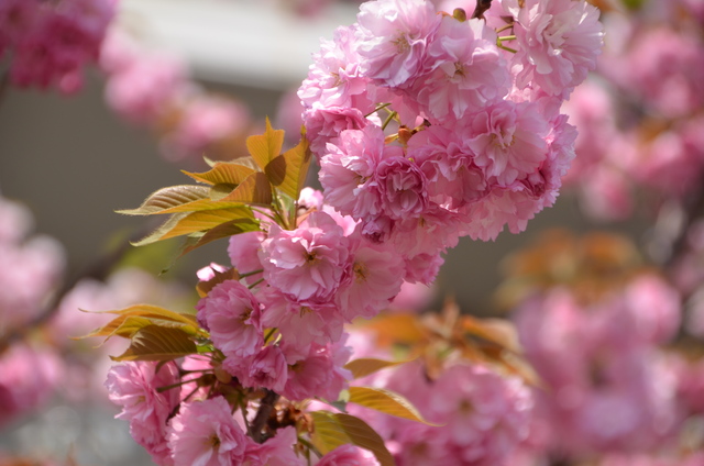 ２０１２年４月　桜の通り抜け＠造幣局_a0052986_22541839.jpg