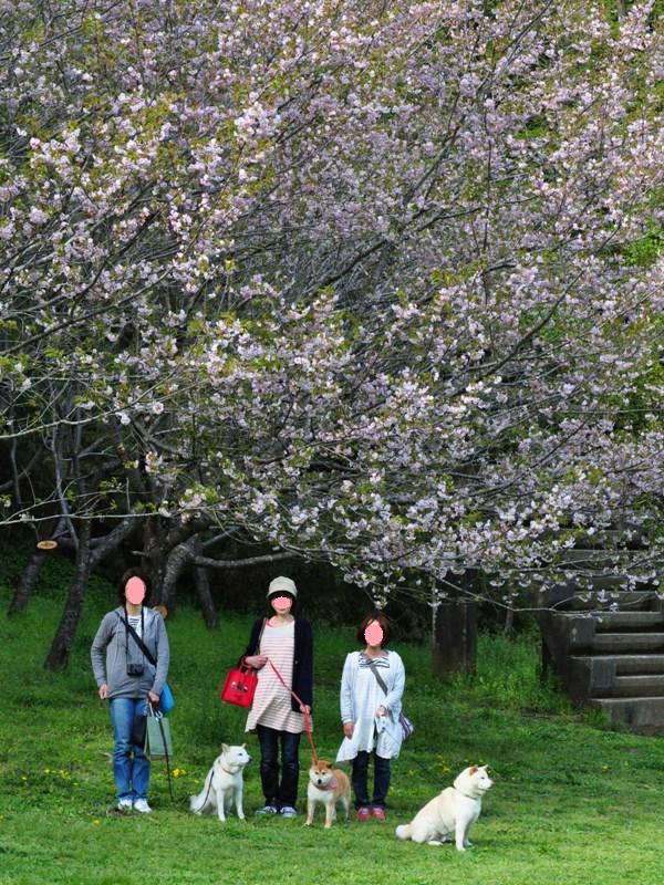 桜の木の下で_a0126590_4573193.jpg