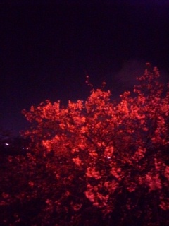 梅・桜。_a0045293_11115858.jpg