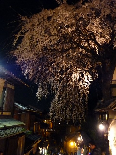 夜桜見物～木屋町から円山公園へ～_e0061694_19101119.jpg