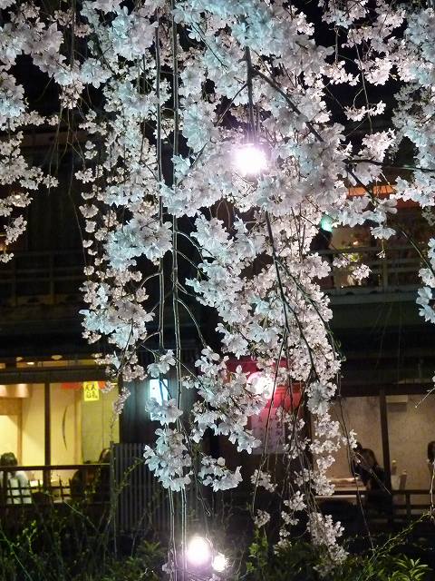 夜桜見物～木屋町から円山公園へ～_e0061694_1932291.jpg