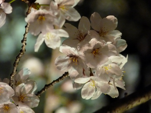 夜桜見物～木屋町から円山公園へ～_e0061694_1972060.jpg