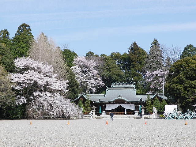栃木県護国神社の桜 : 気儘な散策