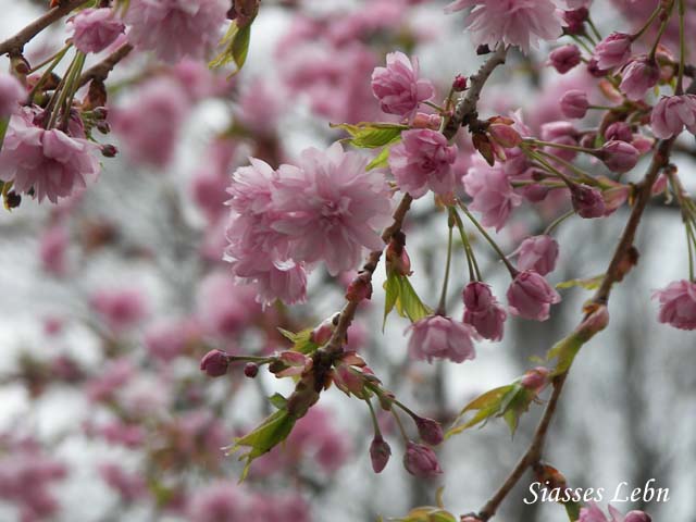 八重桜便り_e0088895_18294619.jpg