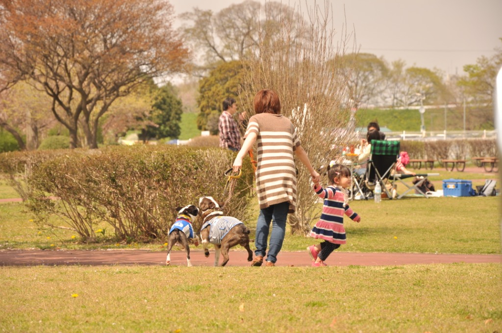 道満と葉桜と3頭引き_c0225498_0434754.jpg