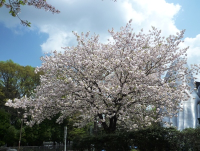 懐かしの上野公園　(2012.4.19)_d0180499_19574780.jpg