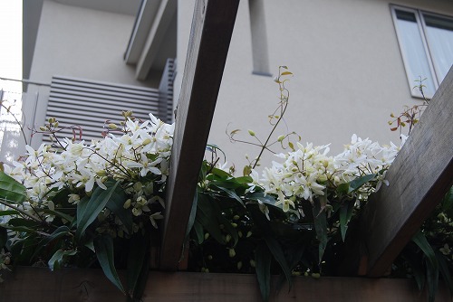 アーマンディ2012_c0124100_0275296.jpg