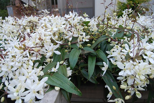アーマンディ2012_c0124100_0281419.jpg