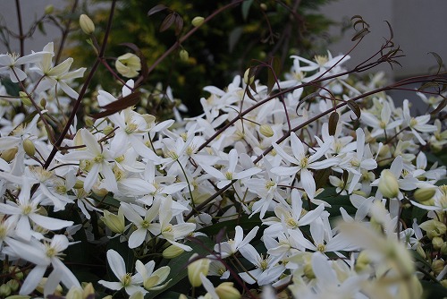 アーマンディ2012_c0124100_0282350.jpg