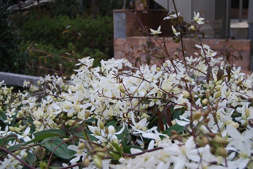 アーマンディ2012_c0124100_0283175.jpg