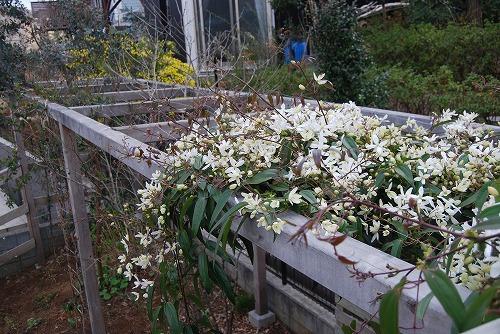 アーマンディ2012_c0124100_0284194.jpg