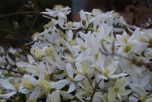 アーマンディ2012_c0124100_0285225.jpg