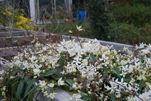 アーマンディ2012_c0124100_028679.jpg