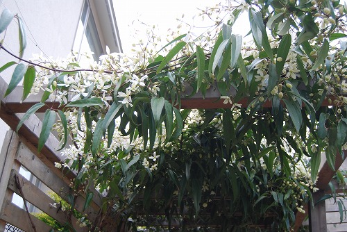 アーマンディ2012_c0124100_029160.jpg