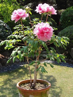 c0125501_1143746.jpg
