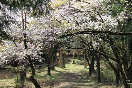 山の神千本桜 山之神社 に参拝すればご利益ありそうです ヤッホー 今日はどちらへ 山の神千本桜 山之神社 に参拝すればご利益ありそうです ヤッホー 今日はどちらへ