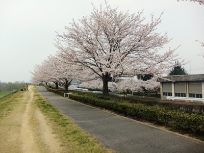 お花見_b0122805_17335431.jpg