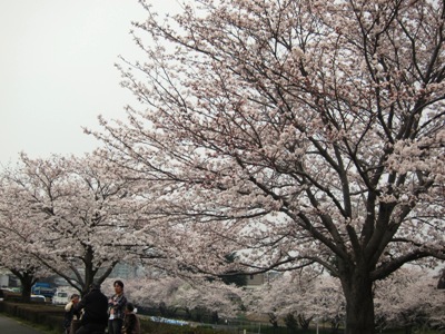 お花見_b0122805_173436100.jpg