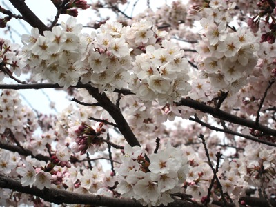 お花見_b0122805_17344154.jpg