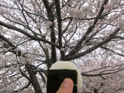 お花見_b0122805_174146100.jpg
