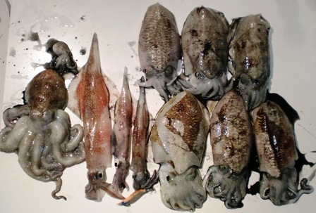 2012 春イカエギング1_f0163105_1025666.jpg