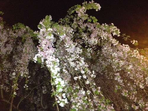 チレージオ　まさに桜　と玉造界隈散策_a0194908_13232273.jpg