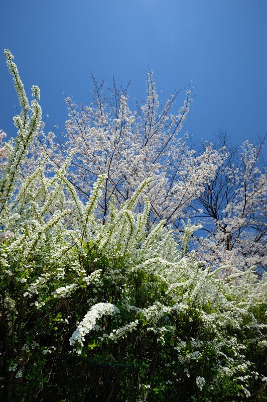 春の白い花・雪柳_f0032011_19403367.jpg