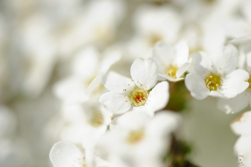 春の白い花・雪柳_f0032011_19413859.jpg