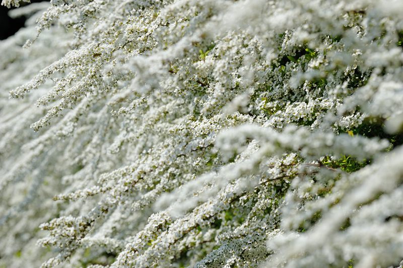 春の白い花・雪柳_f0032011_19415626.jpg