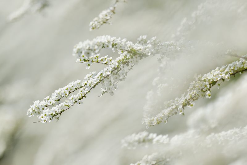 春の白い花・雪柳_f0032011_19416100.jpg