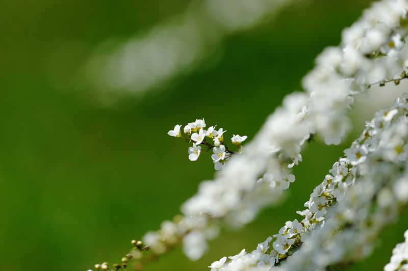 春の白い花・雪柳_f0032011_19421963.jpg