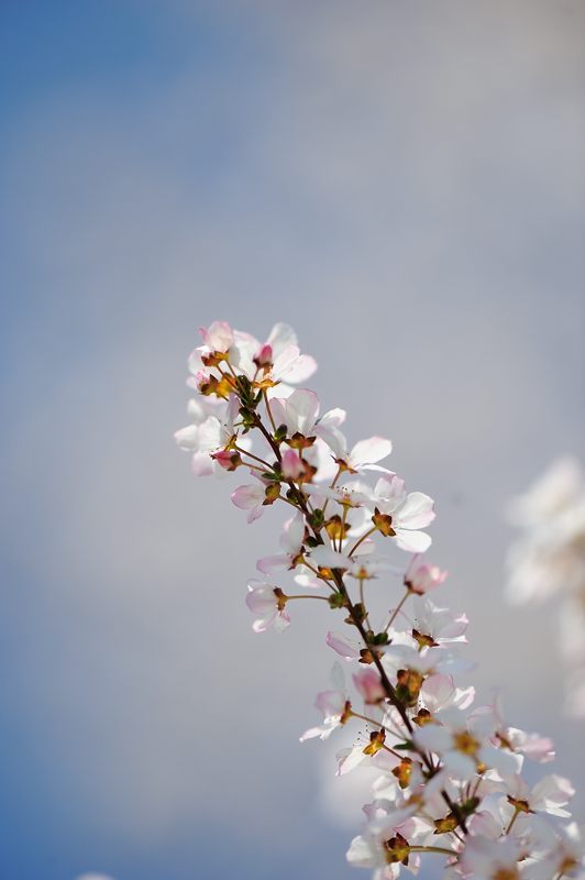 春の白い花・雪柳_f0032011_1942414.jpg