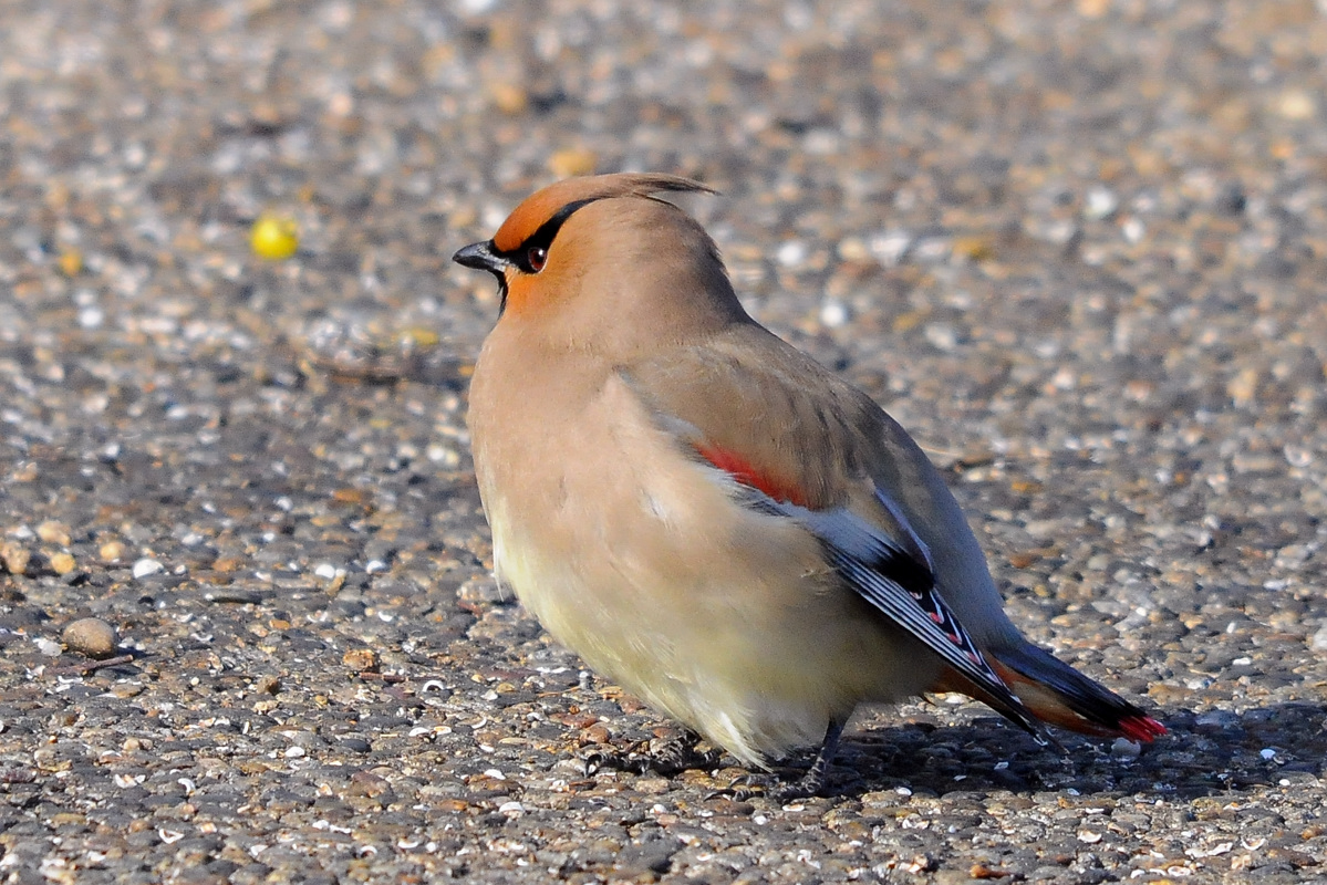 野鳥ヒレンジャク_a0189912_23412975.jpg