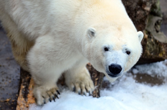 異彩を放つ永遠の名ペア、神戸・王子動物園のアイスとみゆきの午後_a0151913_21414468.jpg