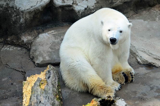 異彩を放つ永遠の名ペア、神戸・王子動物園のアイスとみゆきの午後_a0151913_21415681.jpg