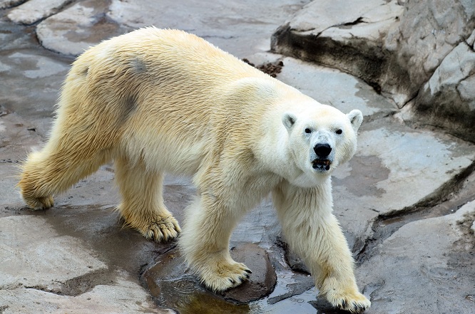 異彩を放つ永遠の名ペア、神戸・王子動物園のアイスとみゆきの午後_a0151913_21422097.jpg