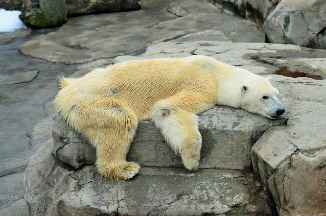 異彩を放つ永遠の名ペア、神戸・王子動物園のアイスとみゆきの午後_a0151913_214231100.jpg