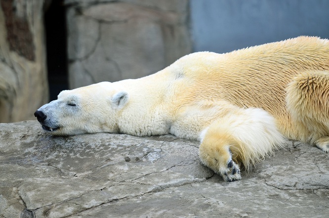 異彩を放つ永遠の名ペア、神戸・王子動物園のアイスとみゆきの午後_a0151913_2142492.jpg