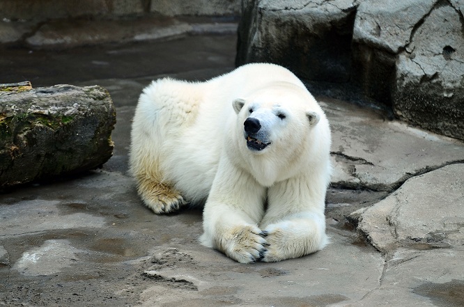 異彩を放つ永遠の名ペア、神戸・王子動物園のアイスとみゆきの午後_a0151913_2142941.jpg