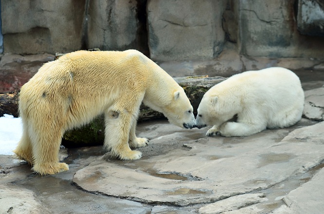 異彩を放つ永遠の名ペア、神戸・王子動物園のアイスとみゆきの午後_a0151913_21431314.jpg