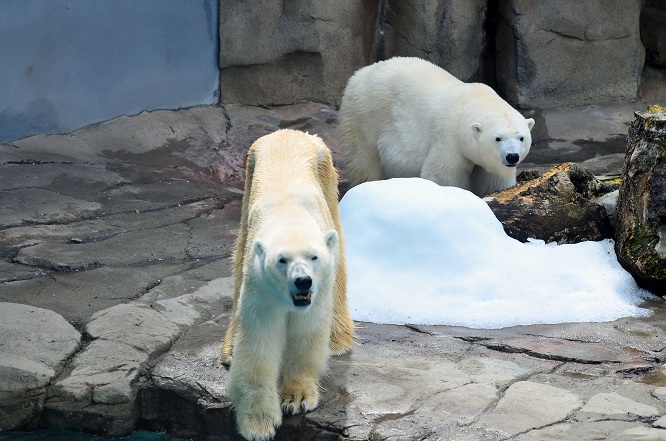異彩を放つ永遠の名ペア、神戸・王子動物園のアイスとみゆきの午後_a0151913_21432730.jpg