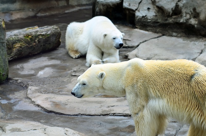異彩を放つ永遠の名ペア、神戸・王子動物園のアイスとみゆきの午後_a0151913_2143389.jpg