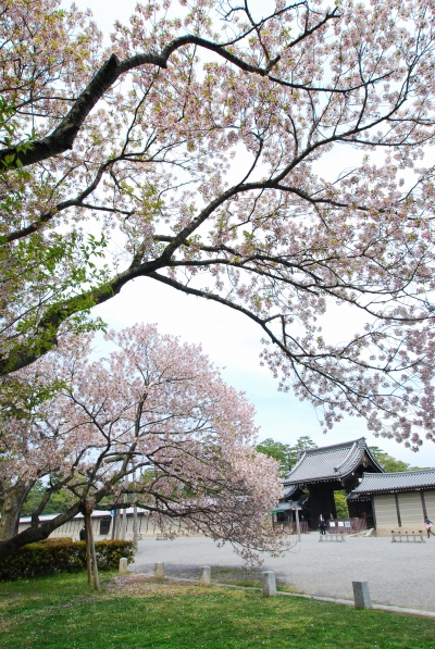 桜　－　京都御苑とか妙蓮寺とか白峯神宮とか_a0114714_195428100.jpg