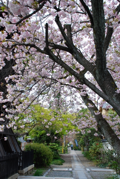 桜　－　京都御苑とか妙蓮寺とか白峯神宮とか_a0114714_19543840.jpg