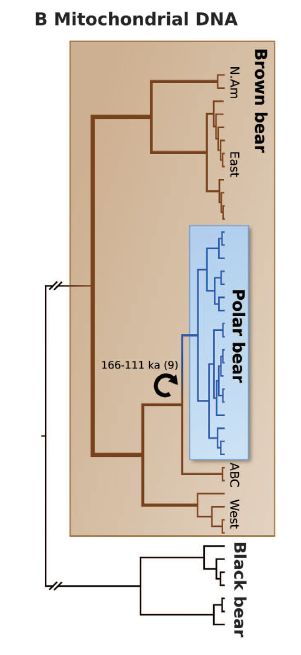 シロクマとヒグマの分岐は考えられていたよりずっと古かった_c0025115_20215848.jpg