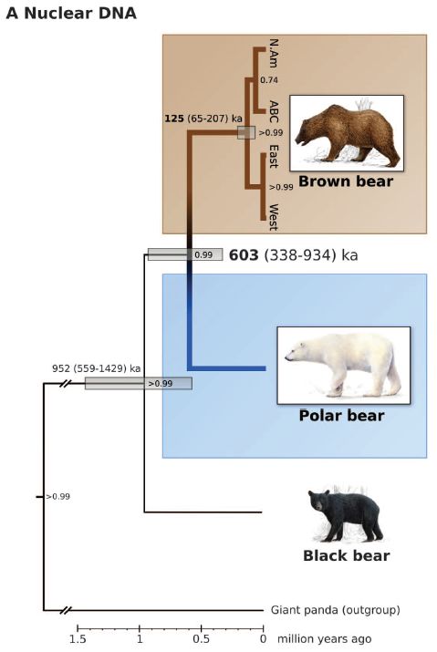 シロクマとヒグマの分岐は考えられていたよりずっと古かった_c0025115_2025458.jpg