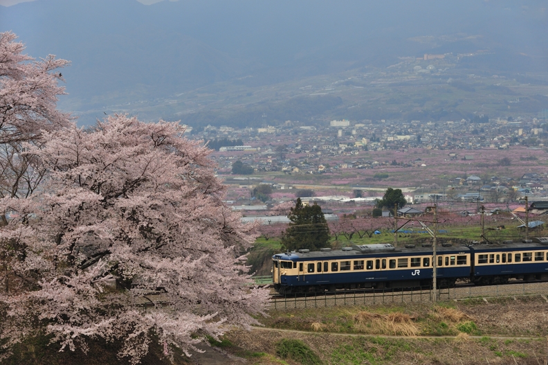 甚六桜2012(その2)_f0051917_650565.jpg