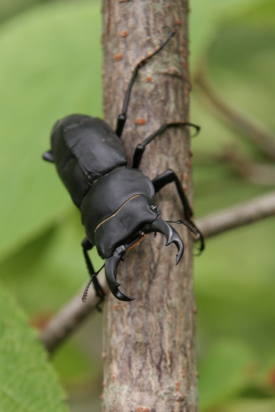 ヒメオオクワガタ : 三重野生生物談話会BBSブログ(動物編)